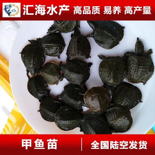 甲鱼苗  广州汇海水产渔场直供 甲鱼苗 中华鱼苗 黄沙鱼苗