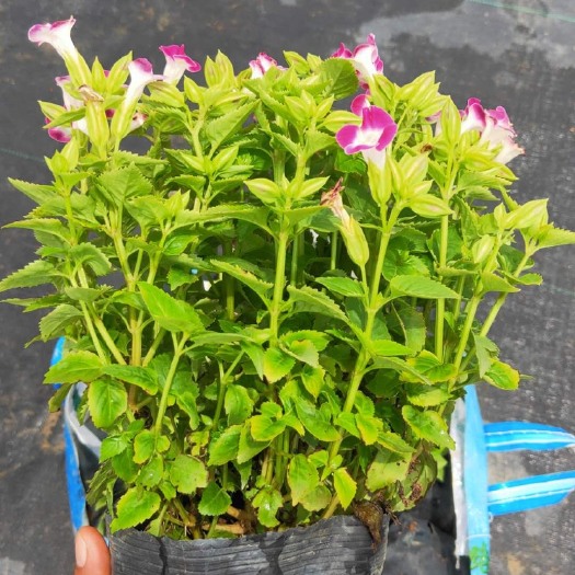 中山市夏堇 大量各种时花出售  夏瑾