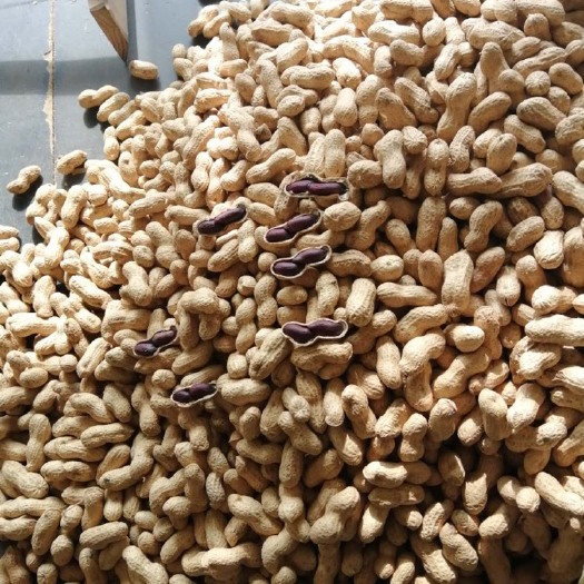 迁西县黑花生 精选特级中型果 个个饱满 坏果率低于0.5%口感细腻
