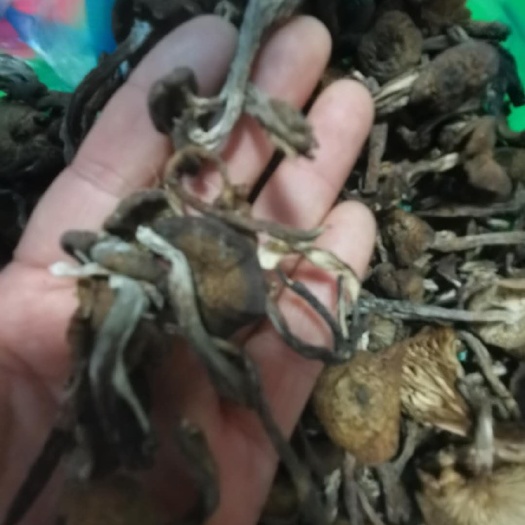 桓仁县蘑菇 纯野生榛蘑