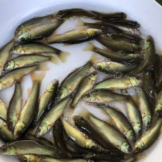 广州大量现货供应丁桂鱼苗，快大品种，活力十足