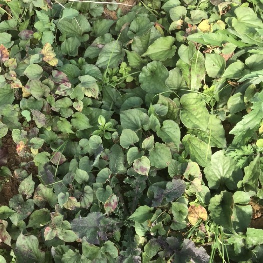 遵义鱼腥草根  基地鱼腥草质量好