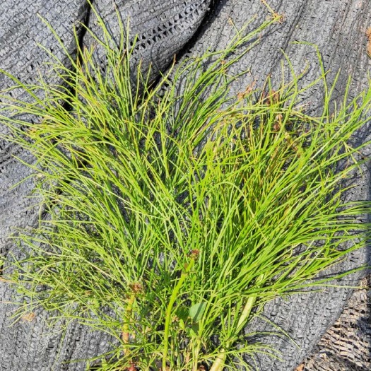 中山市大量供应吉祥草，炮仗花 7斤 5斤