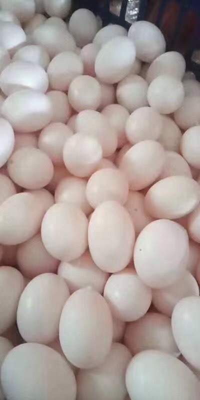 石家庄种鸽蛋 都是鲜蛋