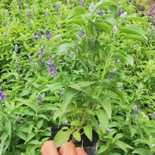 中山市 大量5斤 7斤鼠尾草供应