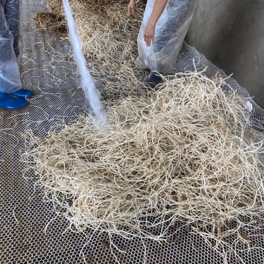 湖北当阳市鱼腥草根  湖北当阳 新鲜鱼腥草 现挖折耳根 产地直供