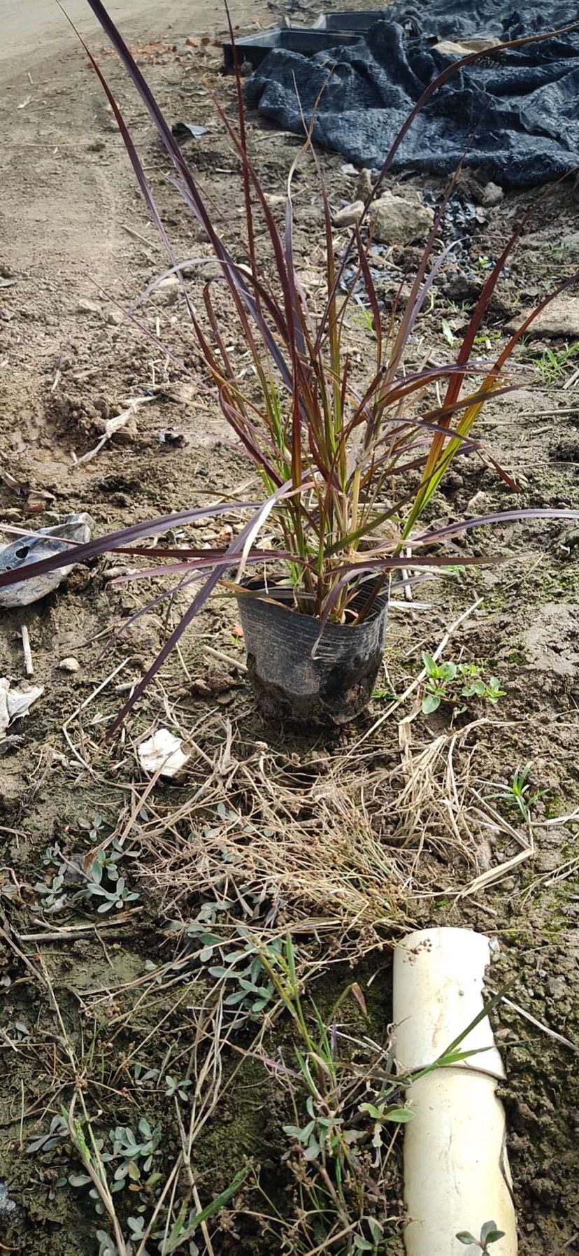 紫葉狼尾草大量供應5斤7斤盆苗布袋紫葉尾草基地直銷