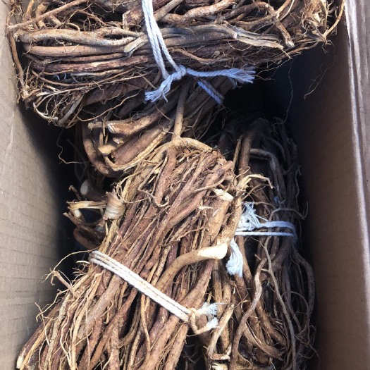 广州 香喷喷的五指毛桃