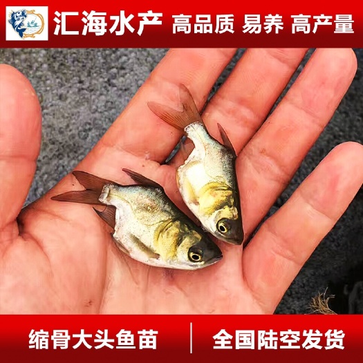 广州广州汇海水产渔场直供 缩骨大头鱼苗 缩骨花鲢鱼苗 缩骨鳙鱼苗