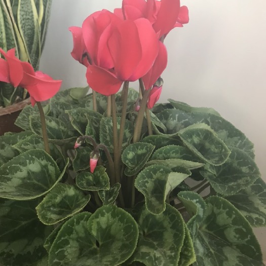 酒泉 仙客来开花盆栽，花期长，易活