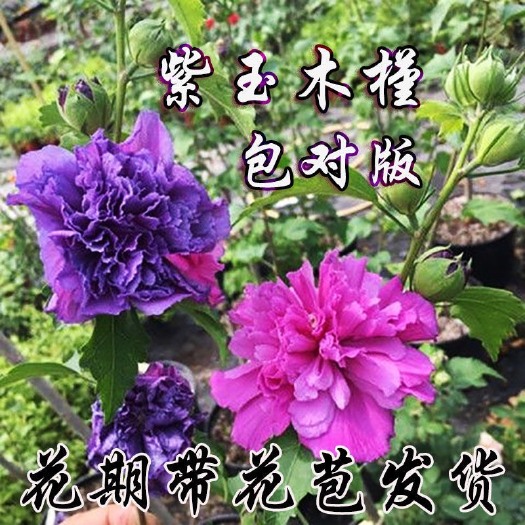 大花木槿  木质木槿花苗重瓣紫玉木槿中国雪纺 耐寒耐热盆栽