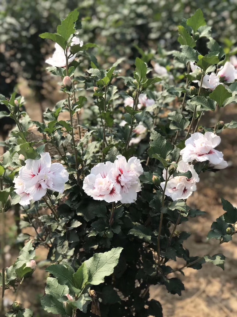 花葉木槿粉白花紅心重瓣木槿帶花盆栽耐寒庭院陽(yáng)臺(tái)花苗木槿花苗