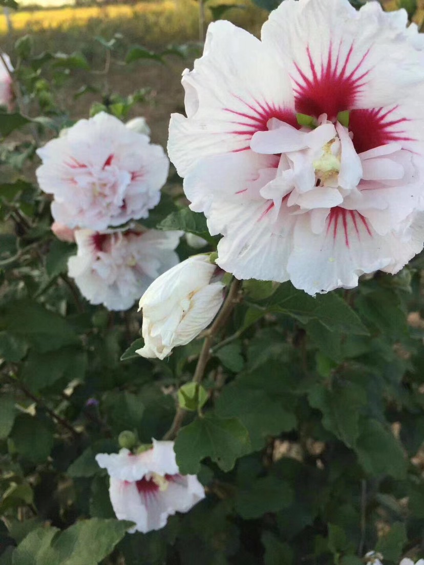 花葉木槿粉白花紅心重瓣木槿帶花盆栽耐寒庭院陽(yáng)臺(tái)花苗木槿花苗