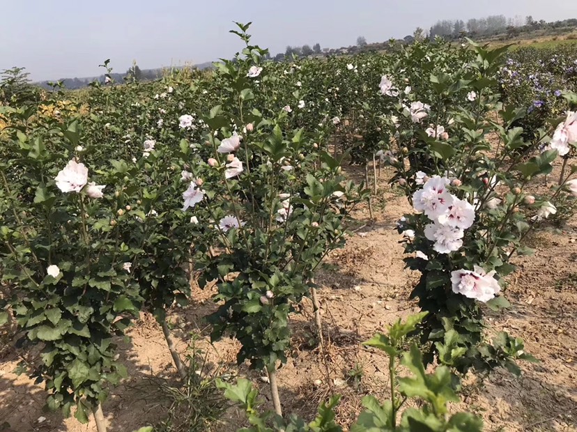 花葉木槿粉白花紅心重瓣木槿帶花盆栽耐寒庭院陽(yáng)臺(tái)花苗木槿花苗