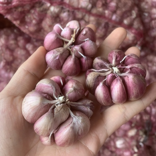 红皮蒜  2025年云南紫皮蒜红皮红米新蒜干蒜农家自种产地