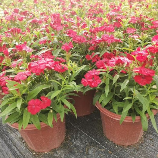 长沙草花