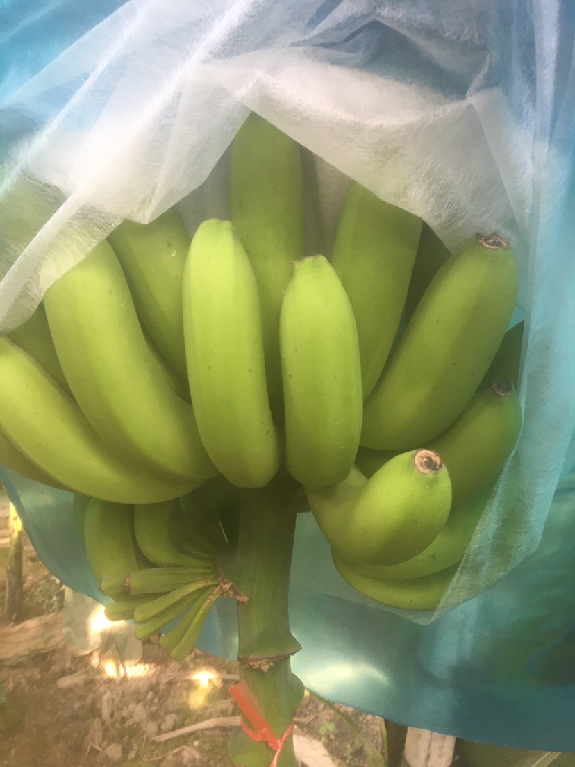 兴业县广西蕉 广西香蕉