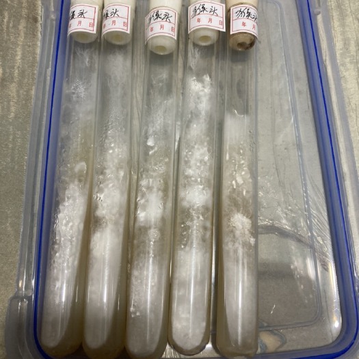 新宾县猴头菇菌种，长刺猴头菇菌种，中刺猴头菌种