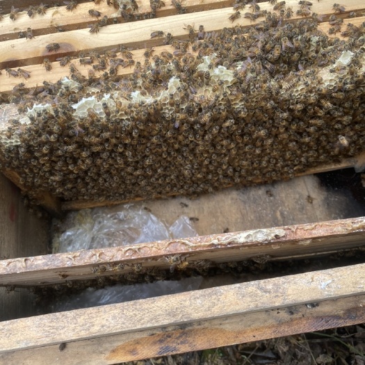 中华蜜蜂  中蜂一箱蜂3脾,保证蜂足无病,繁殖快