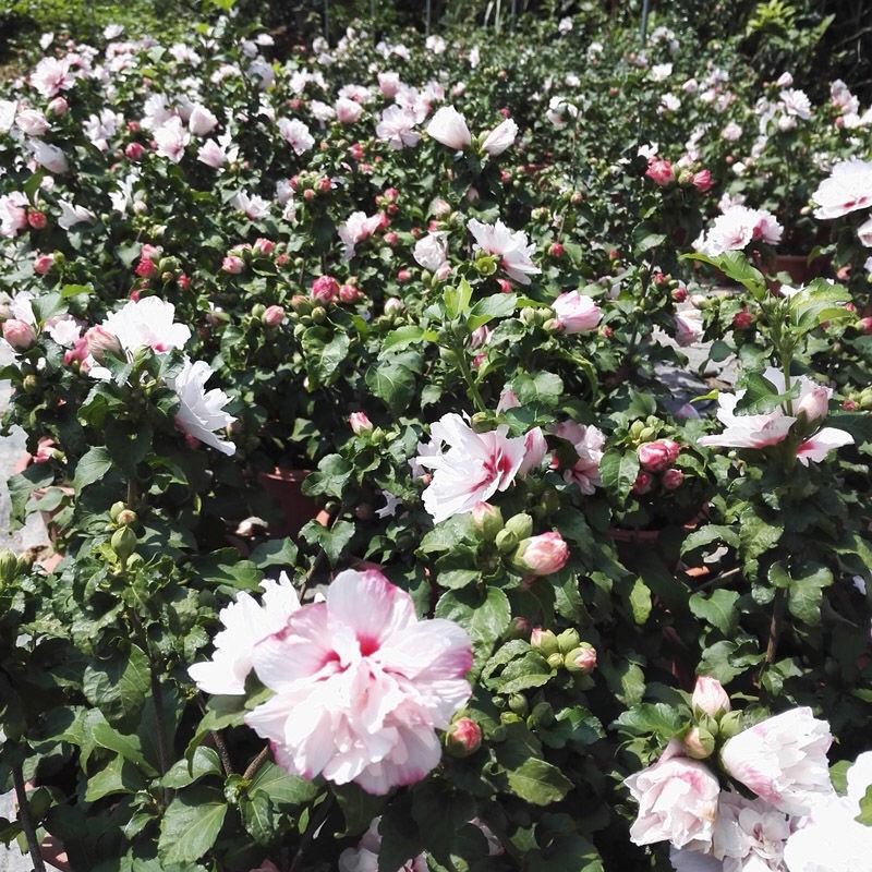 花葉木槿粉白花紅心重瓣木槿帶花盆栽耐寒庭院陽(yáng)臺(tái)花苗木槿花苗