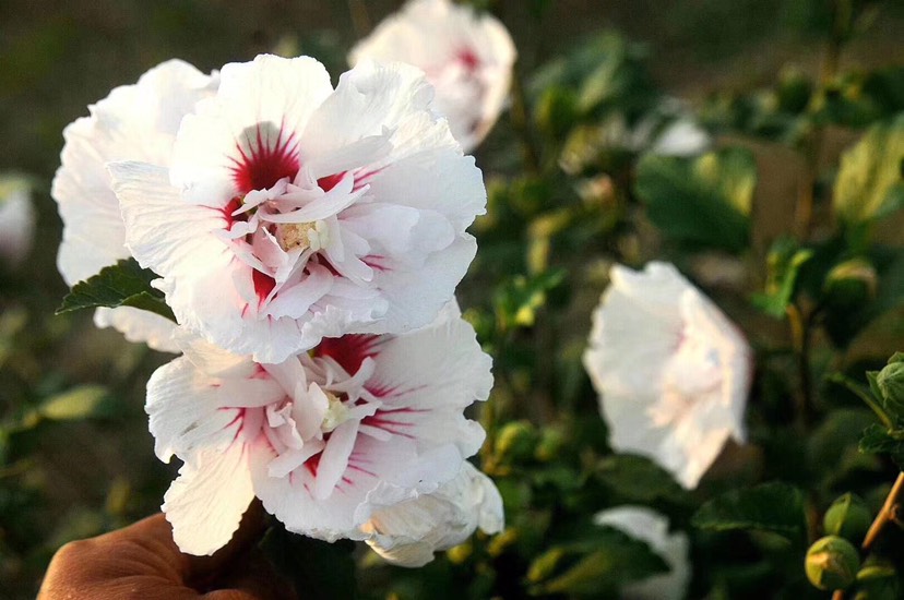 花葉木槿粉白花紅心重瓣木槿帶花盆栽耐寒庭院陽(yáng)臺(tái)花苗木槿花苗