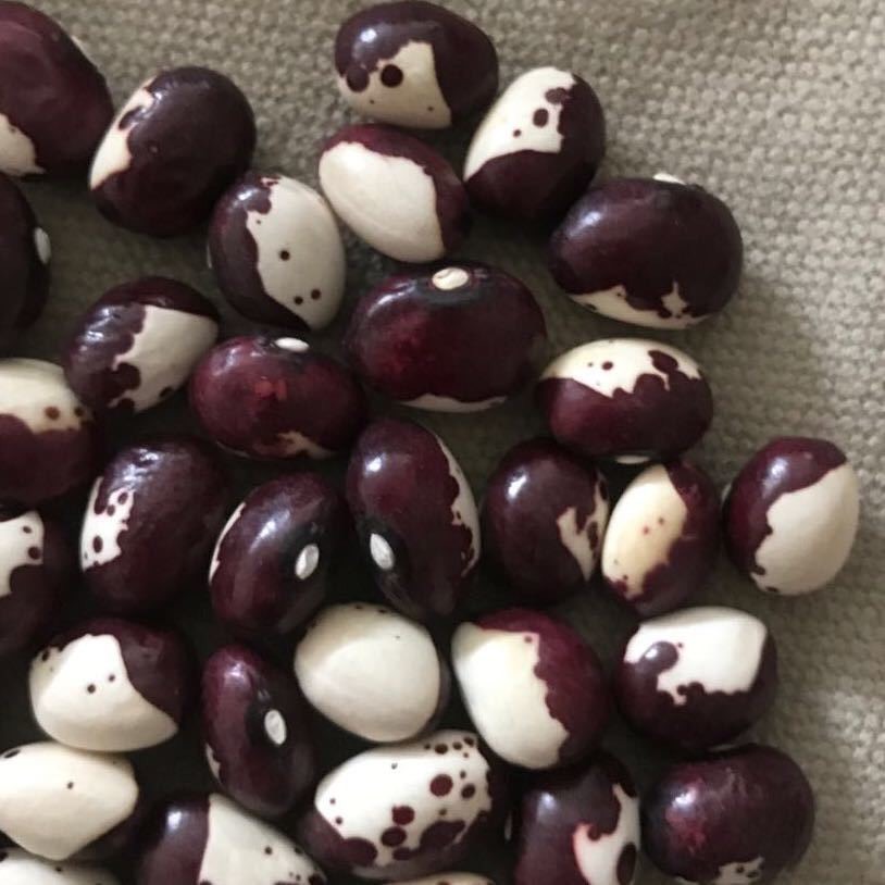 赤峰 熊猫豆，主产于内蒙地区，现有手远熊猫豆出售，有意者联系，