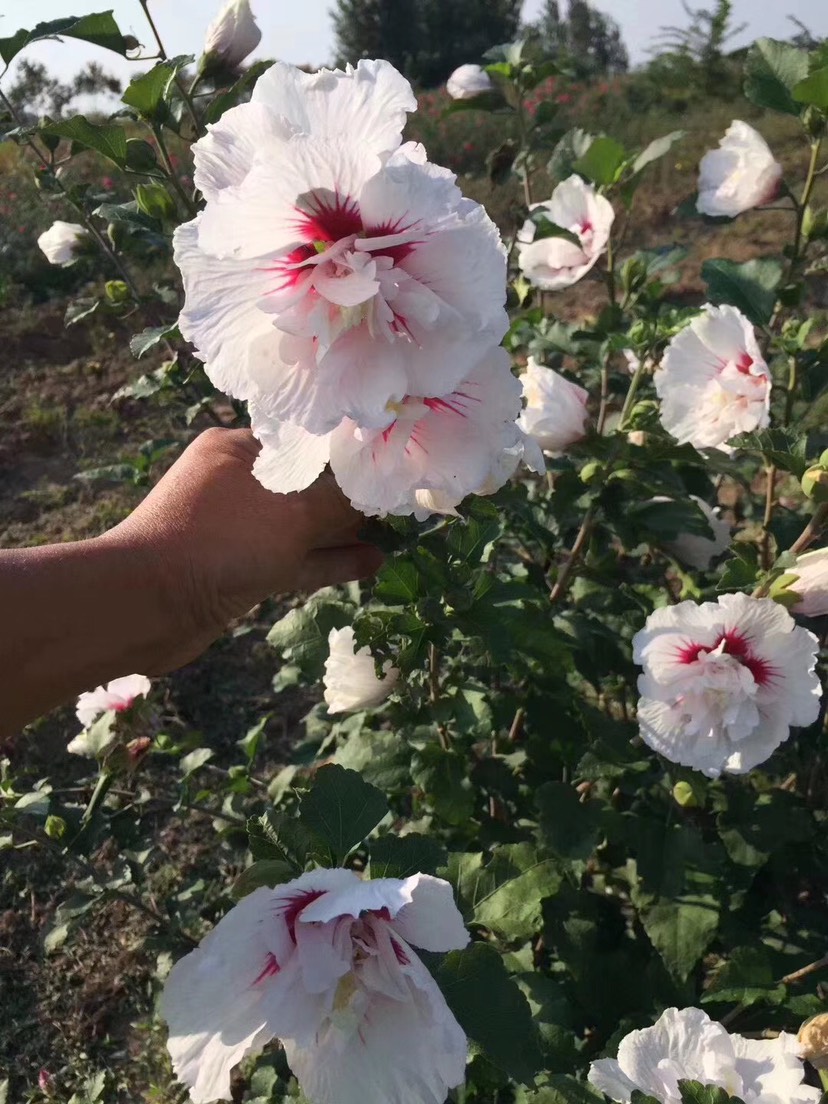 花葉木槿粉白花紅心重瓣木槿帶花盆栽耐寒庭院陽(yáng)臺(tái)花苗木槿花苗