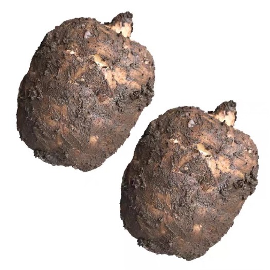 彝良县小草坝天麻