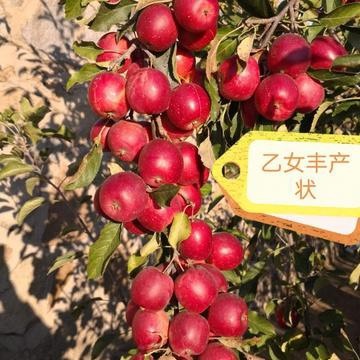 营口乙女苹果苗 乙女_乙女苗_寒地小苹果_乙女苗价格_批发_特性