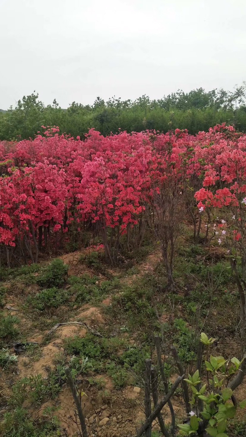 供应圃货，老桩杜鹃（映山红），春季开花实拍图