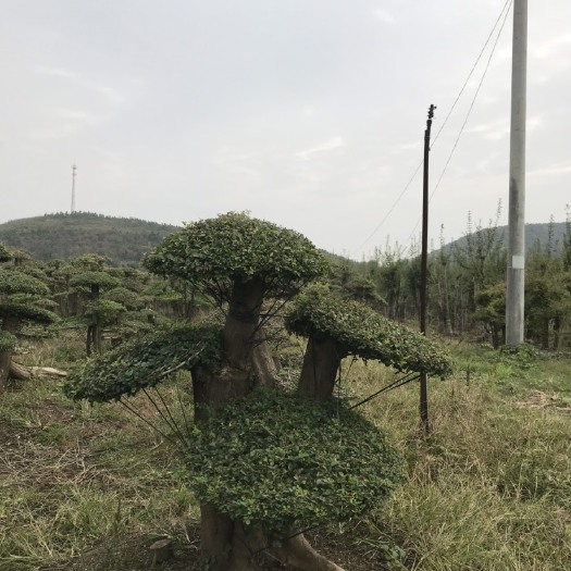 造型对节白蜡小型桩景，高度60cm~130cm。