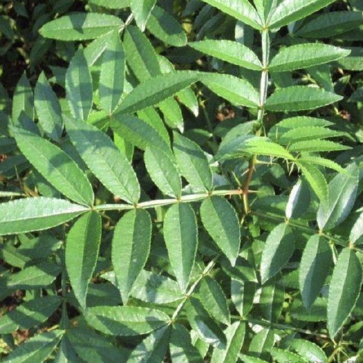 茂县九叶青花椒苗 
