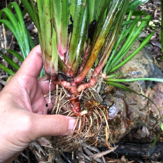 安远县常年售野生水菖蒲苗