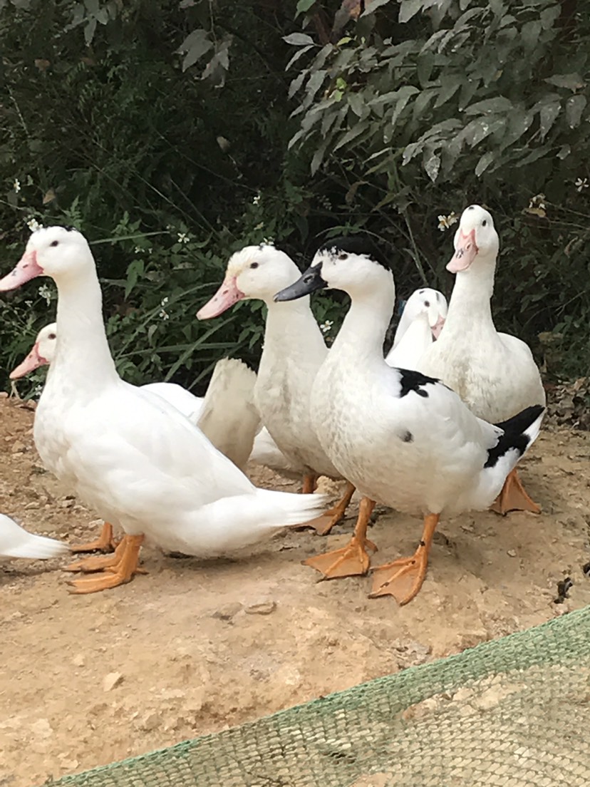 番鸭  一点黑，木鸭，一点花鸭