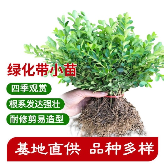 宁海县黄杨苗树苗黄杨球小叶黄杨瓜子黄杨小苗四季常青耐阴常绿庭院绿篱