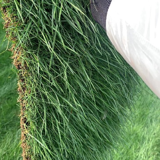 滁州草地早熟禾 马尼拉百慕大混播草坪