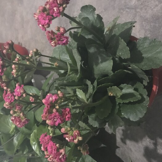 酒泉 长寿花盆栽，易活，