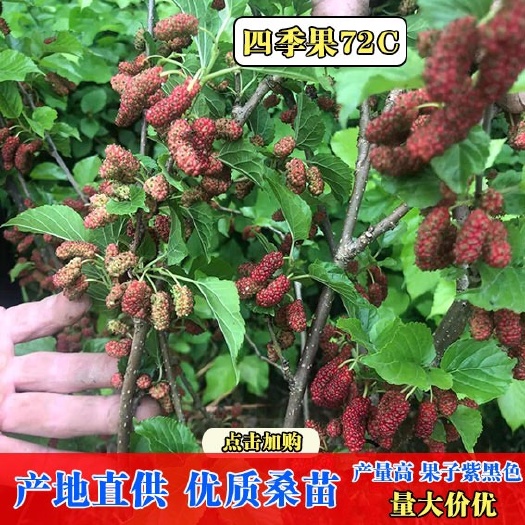 海宁市四季大果桑苗  一年嫁接 丰产型果树苗 基地直销