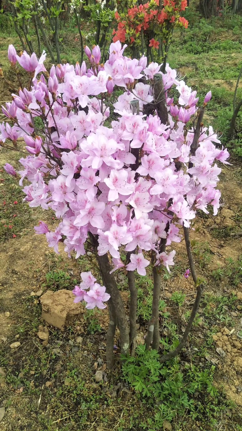 供应圃货，老桩杜鹃（映山红），春季开花实拍图