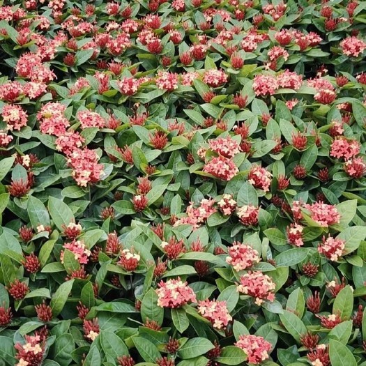 中山市大量5斤 7斤 盆苗龙船花出售