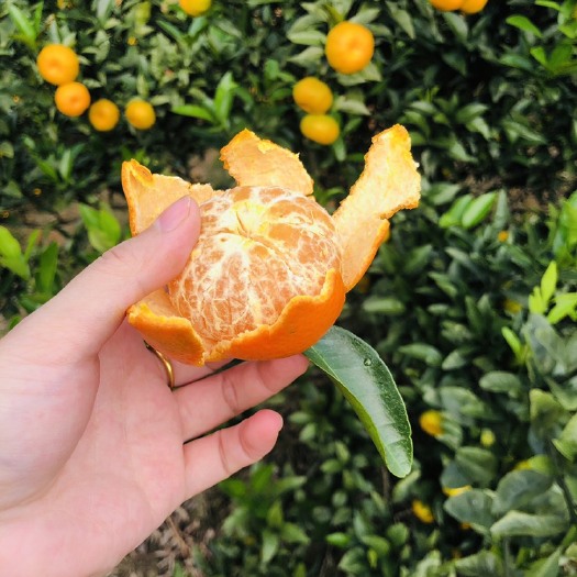 临武县蜜桔  南丰蜜橘贡橘超大果包甜可批发零售全国包邮批发代办提供食宿停车