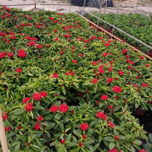 中山市泰国龙船花盆苗大量现货供应