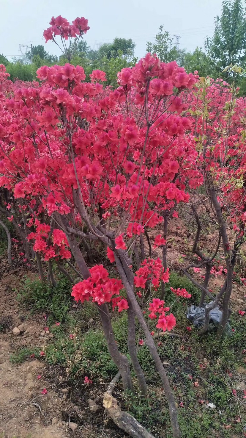 供应圃货，老桩杜鹃（映山红），春季开花实拍图