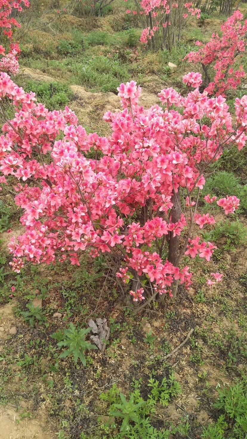 供应圃货，老桩杜鹃（映山红），春季开花实拍图