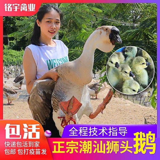 汕头狮头鹅活苗正宗特大纯种鹅苗广东潮汕头饶平大品种出壳苗活体鹅仔