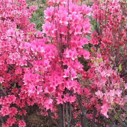 南召县供应圃货，老桩杜鹃（映山红），春季开花实拍图