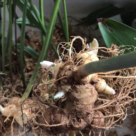 建瓯市黄精种苗  多花姜型甜倒苗黄精芽头