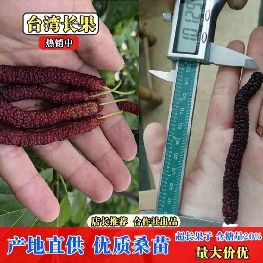 海宁市长果桑苗  【果桑苗精品】一年嫁接苗 长果子 可盆栽地栽