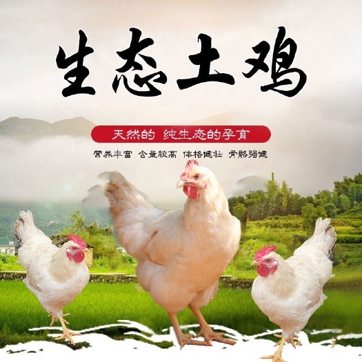 寻乌县 山林散养土鸡净重约2斤 母鸡一只装
