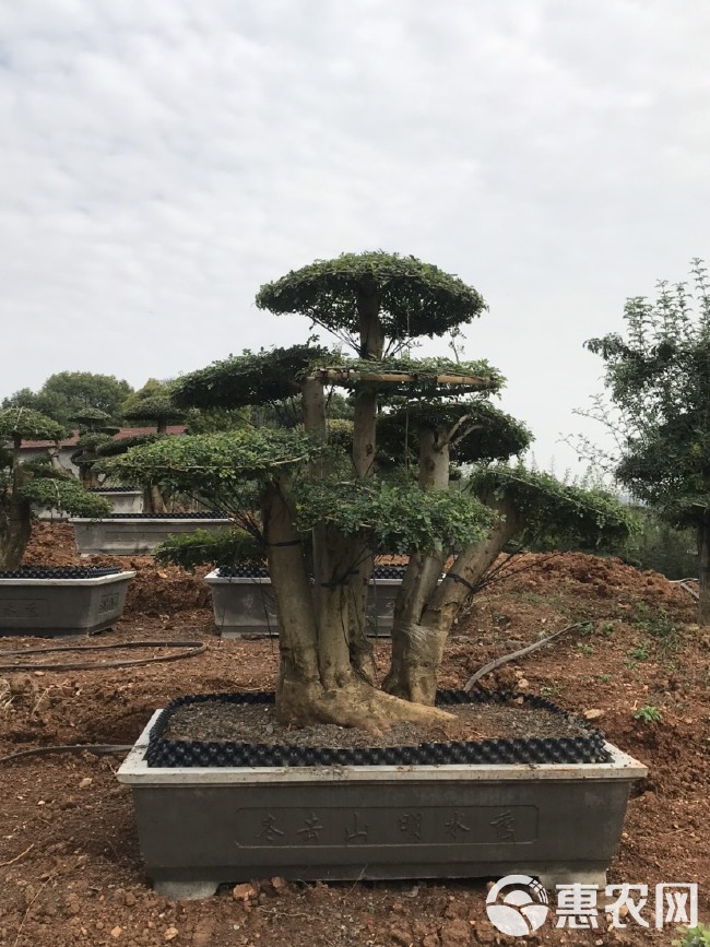 造型对节白蜡，高度80cm~130cm，带营养钵发货。